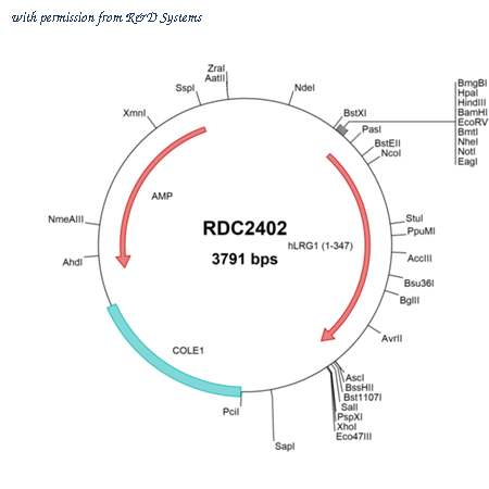 R&D Systems RDC2402 image 1