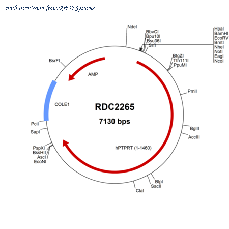 R&D Systems RDC2265 image 1