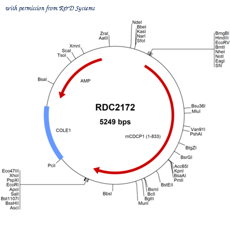 R&D Systems RDC2172 image 1