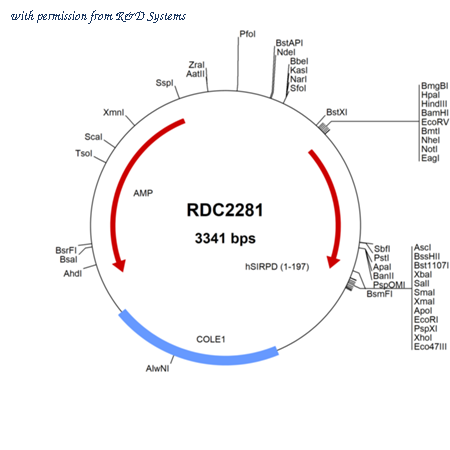 R&D Systems RDC2281 image 1