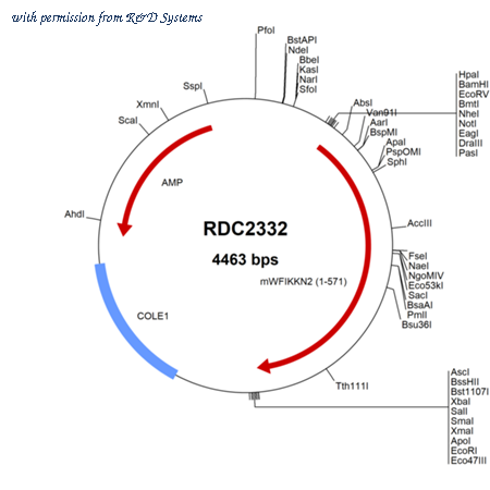 R&D Systems RDC2332 image 1