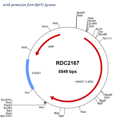 R&D Systems RDC2167 image 1