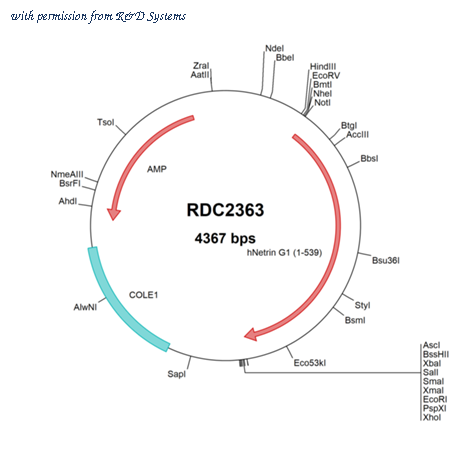 R&D Systems RDC2363 image 1