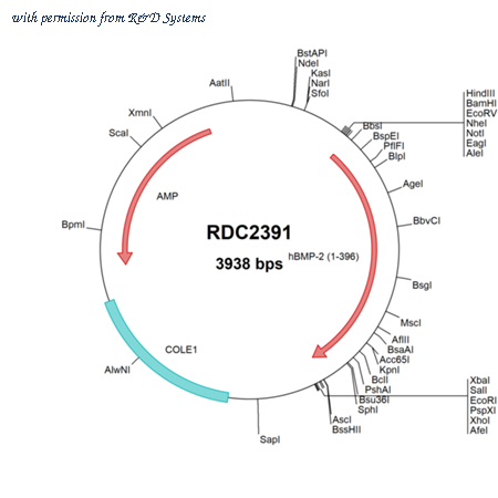 R&D Systems RDC2391 image 1