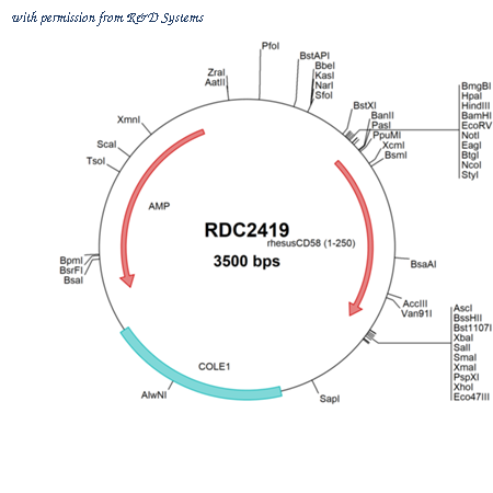 R&D Systems RDC2419 image 1
