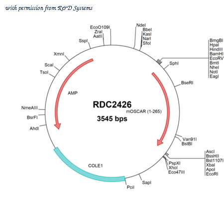 R&D Systems RDC2426 image 1