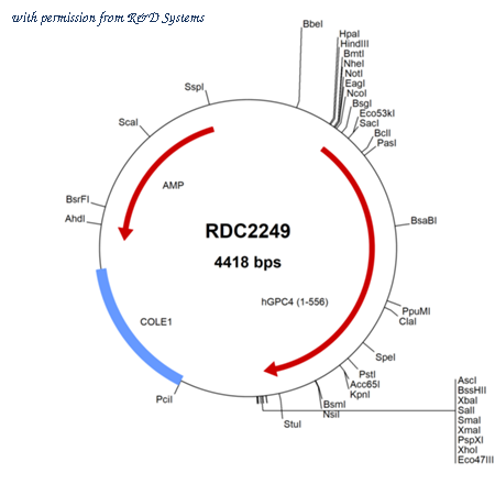 R&D Systems RDC2249 image 1