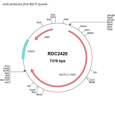 R&D Systems RDC2420 image 1