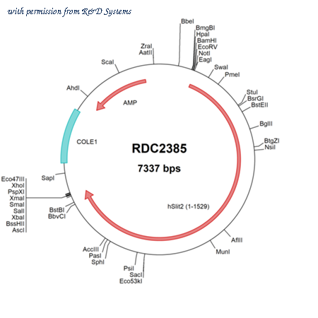 R&D Systems RDC2385 image 1