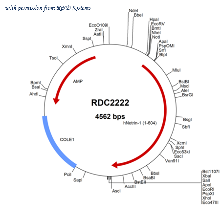 R&D Systems RDC2222 image 1