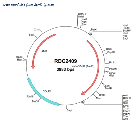 R&D Systems RDC2409 image 1