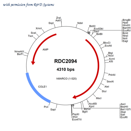 R&D Systems RDC2094 image 1