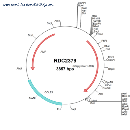 R&D Systems RDC2379 image 1