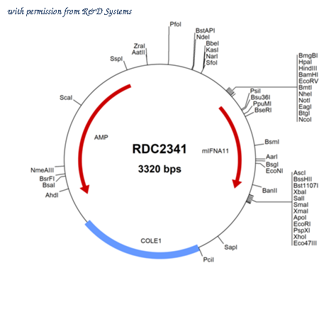 R&D Systems RDC2341 image 1