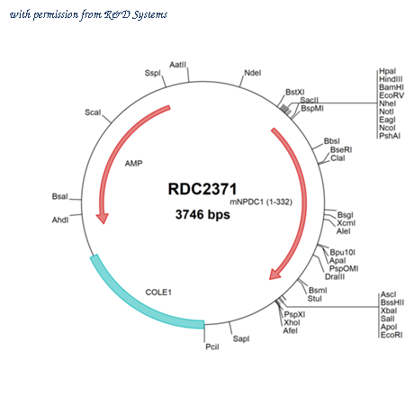 R&D Systems RDC2371 image 1