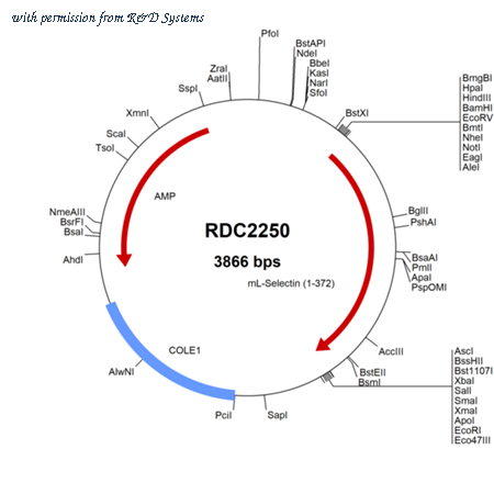 R&D Systems RDC2250 image 1