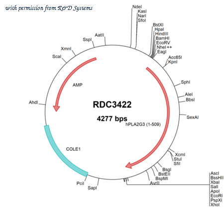 R&D Systems RDC3422 image 1