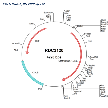 R&D Systems RDC3120 image 1