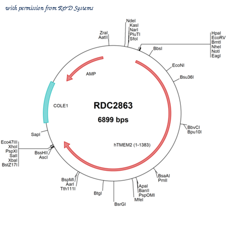 R&D Systems RDC2863 image 1