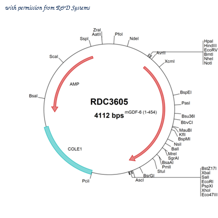 R&D Systems RDC3605 image 1