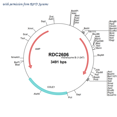 R&D Systems RDC2606 image 1