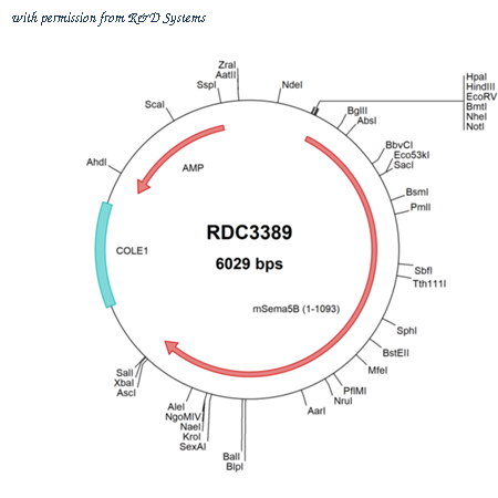 R&D Systems RDC3389 image 1