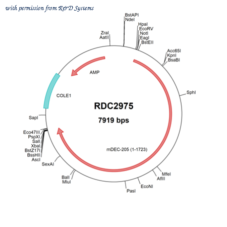 R&D Systems RDC2975 image 1