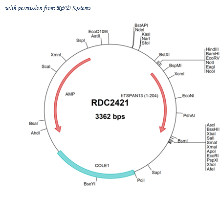 R&D Systems RDC2421 image 1