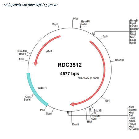 R&D Systems RDC3512 image 1
