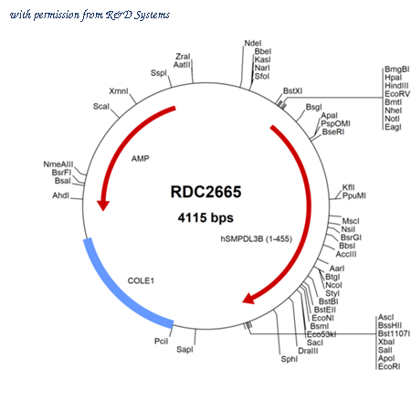 R&D Systems RDC2665 image 1