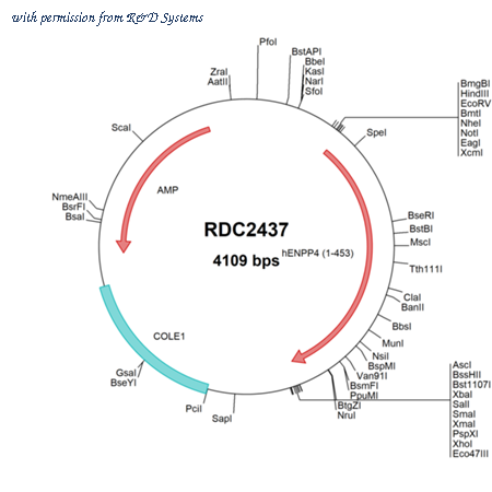 R&D Systems RDC2437 image 1