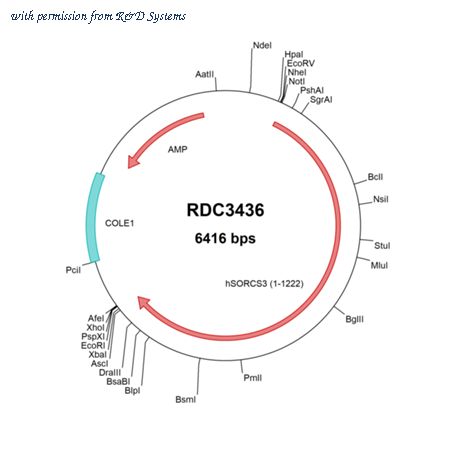 R&D Systems RDC3436 image 1