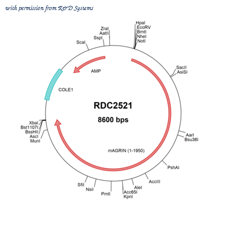 R&D Systems RDC2521 image 1