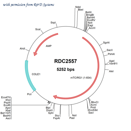 R&D Systems RDC2557 image 1