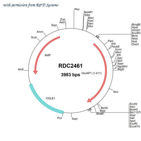 R&D Systems RDC2461 image 1