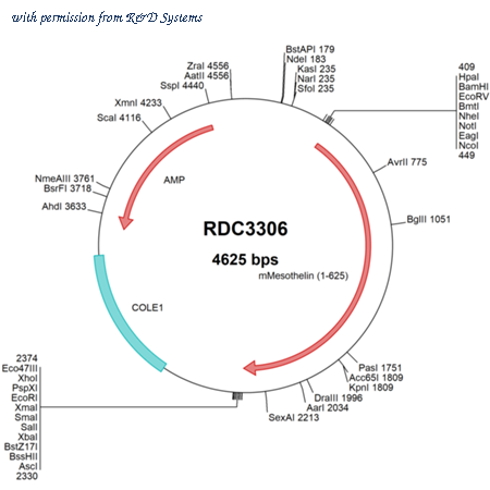 R&D Systems RDC3306 image 1