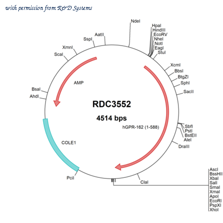 R&D Systems RDC3552 image 1