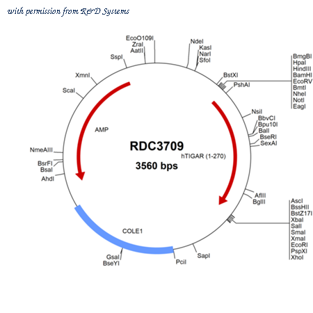 R&D Systems RDC3709 image 1