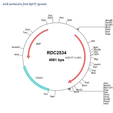 R&D Systems RDC2534 image 1