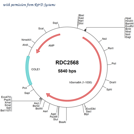 R&D Systems RDC2568 image 1