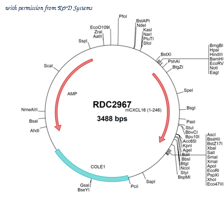 R&D Systems RDC2967 image 1