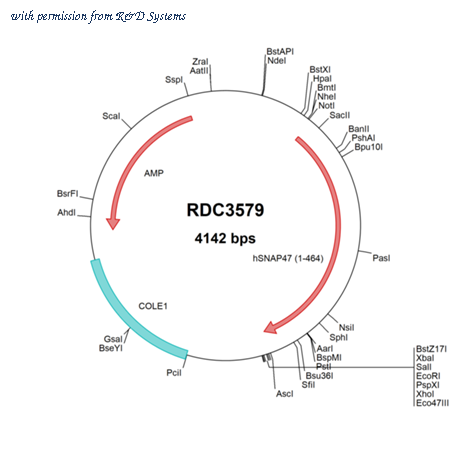 R&D Systems RDC3579 image 1