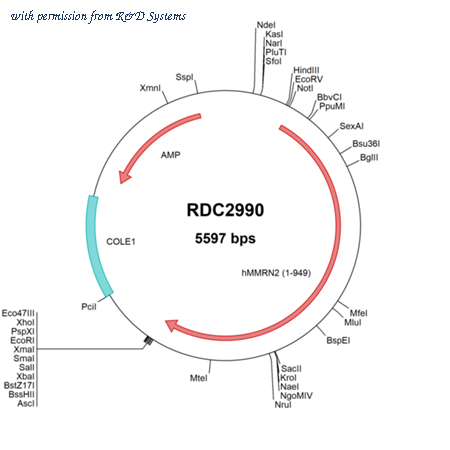 R&D Systems RDC2990 image 1