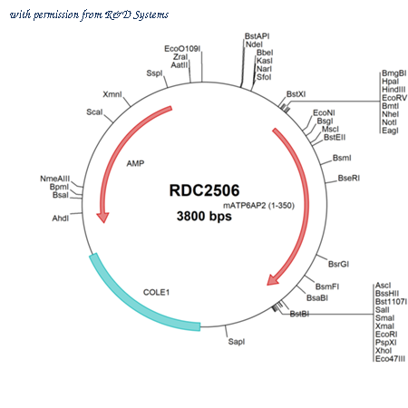 R&D Systems RDC2506 image 1