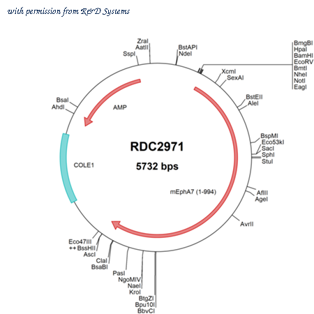 R&D Systems RDC2971 image 1