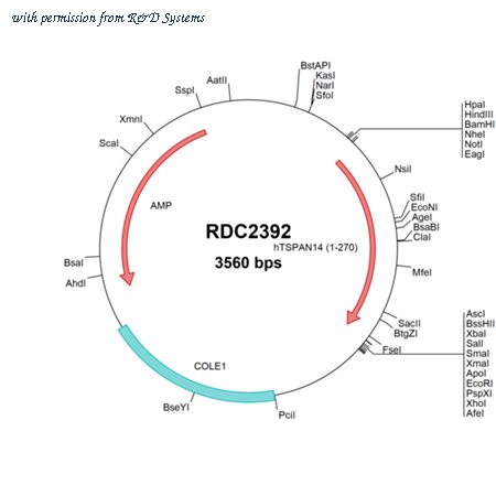 R&D Systems RDC2392 image 1
