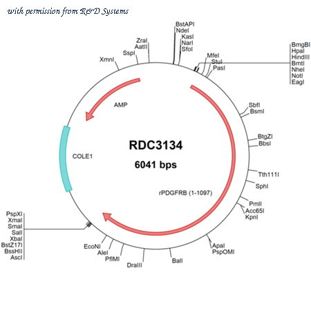 R&D Systems RDC3134 image 1