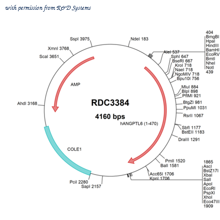 R&D Systems RDC3384 image 1