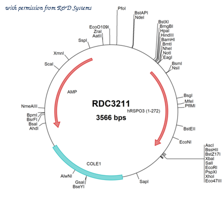 R&D Systems RDC3211 image 1