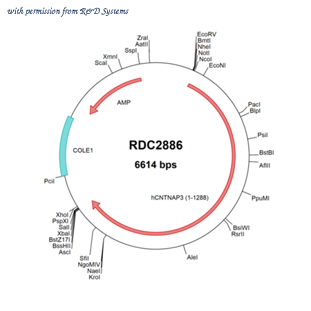 R&D Systems RDC2886 image 1